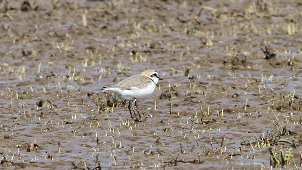 Kentish Plover