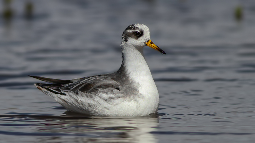 Red Phalarope