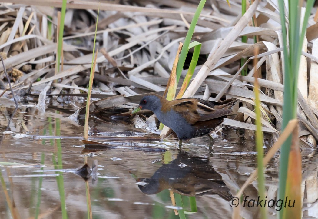 Little Crake