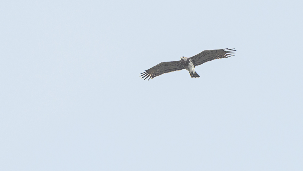 Short-toed Snake Eagle