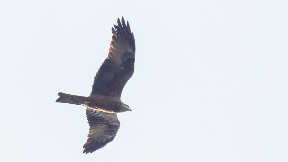 Black Kite