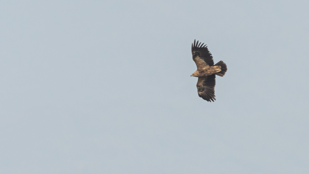 Lesser Spotted Eagle
