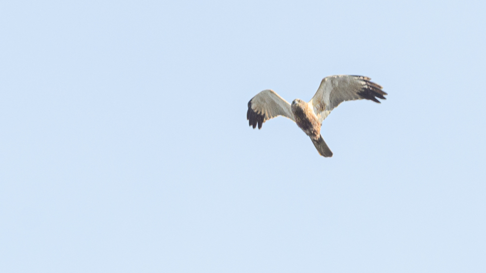 Western Marsh Harrier