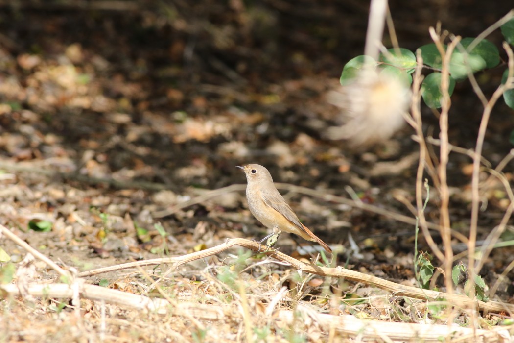 Common Redstart