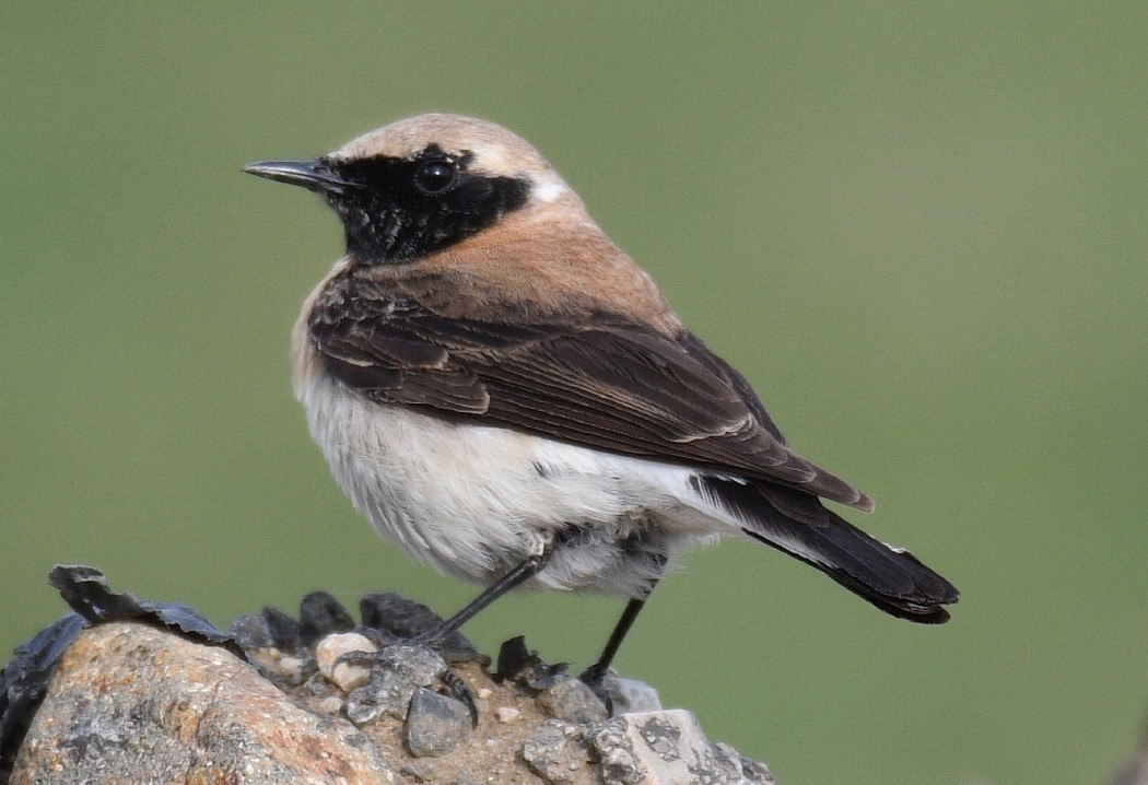 Black-eared Wheatear