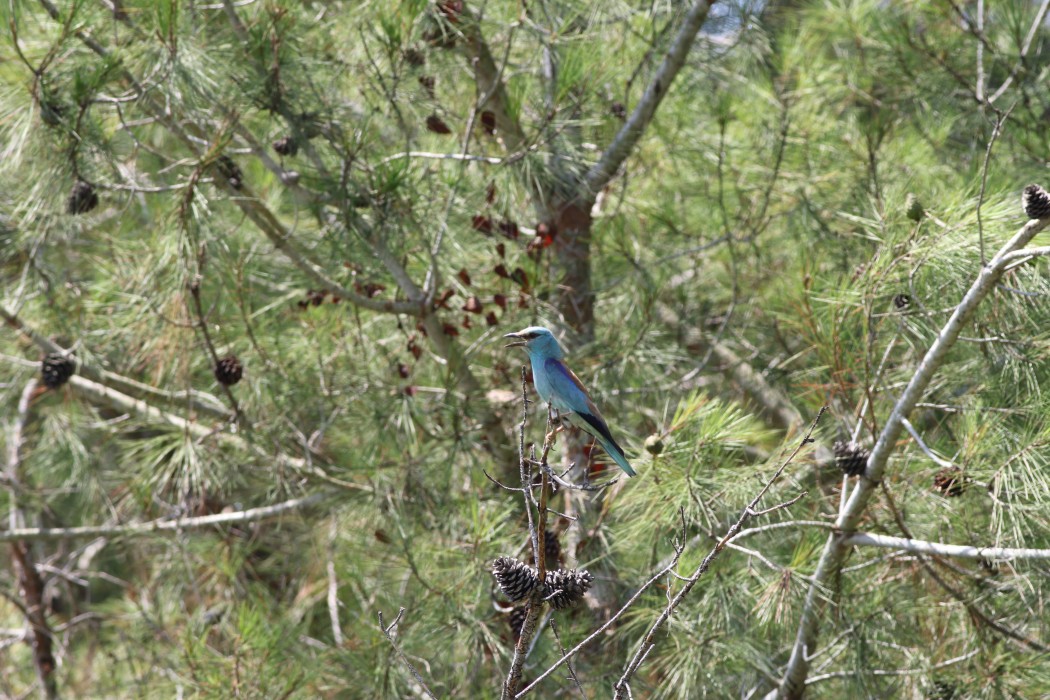 European Roller
