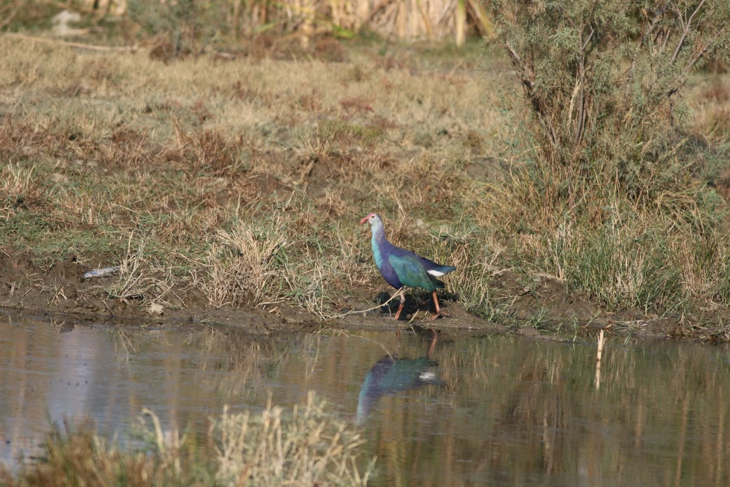Grey-headed Swamphen