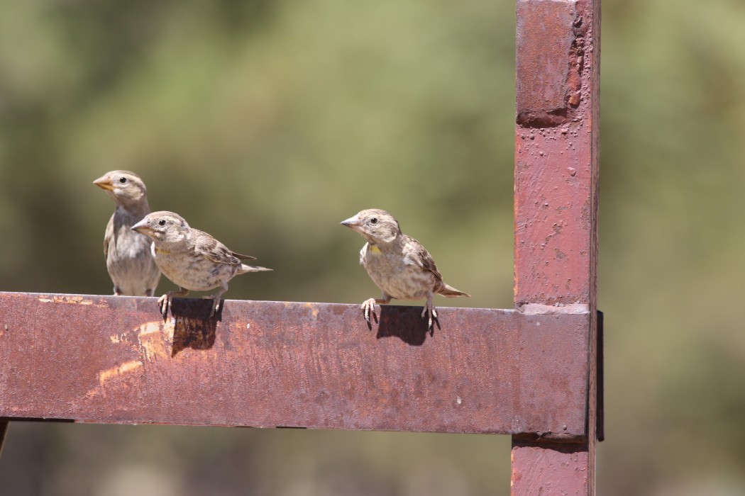 Rock Sparrow