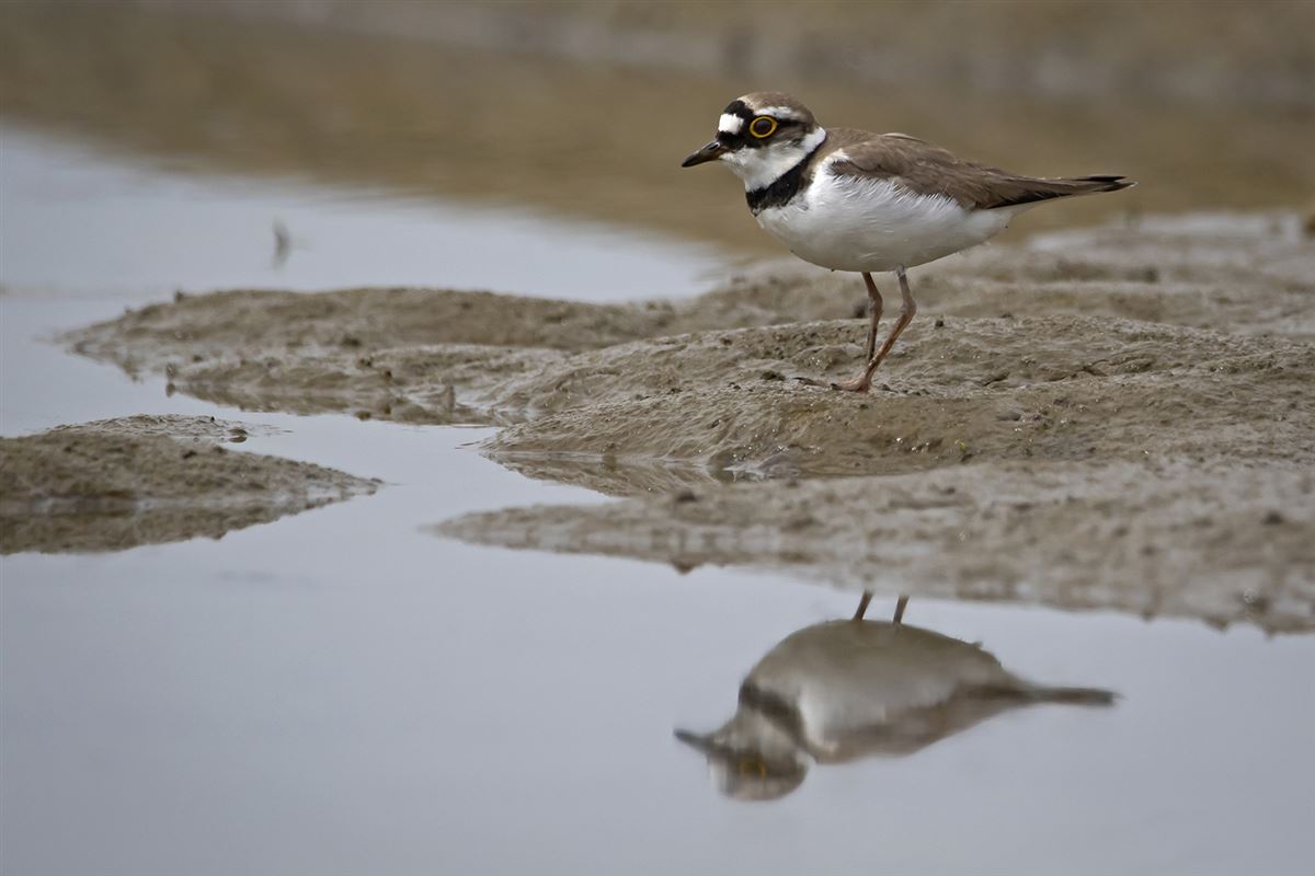 Little Ringed Plover