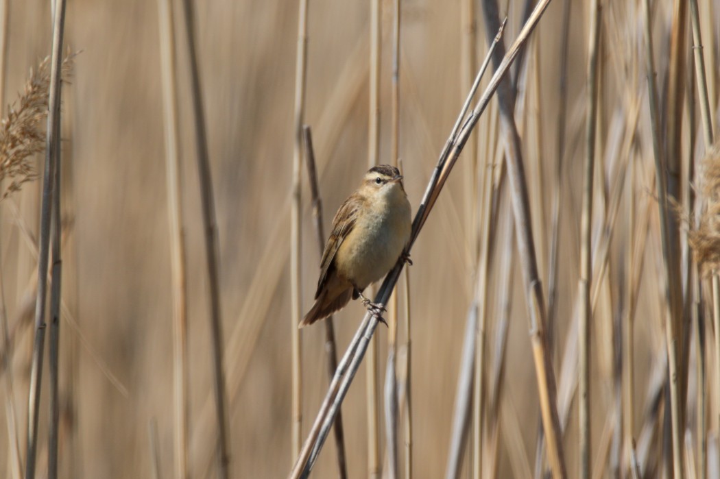 Sedge Warbler
