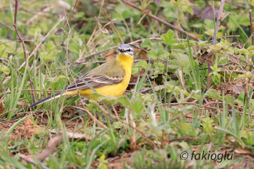 Western Yellow Wagtail