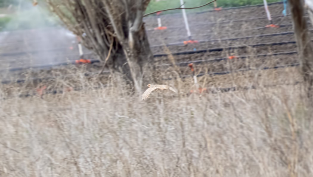 Grey Partridge