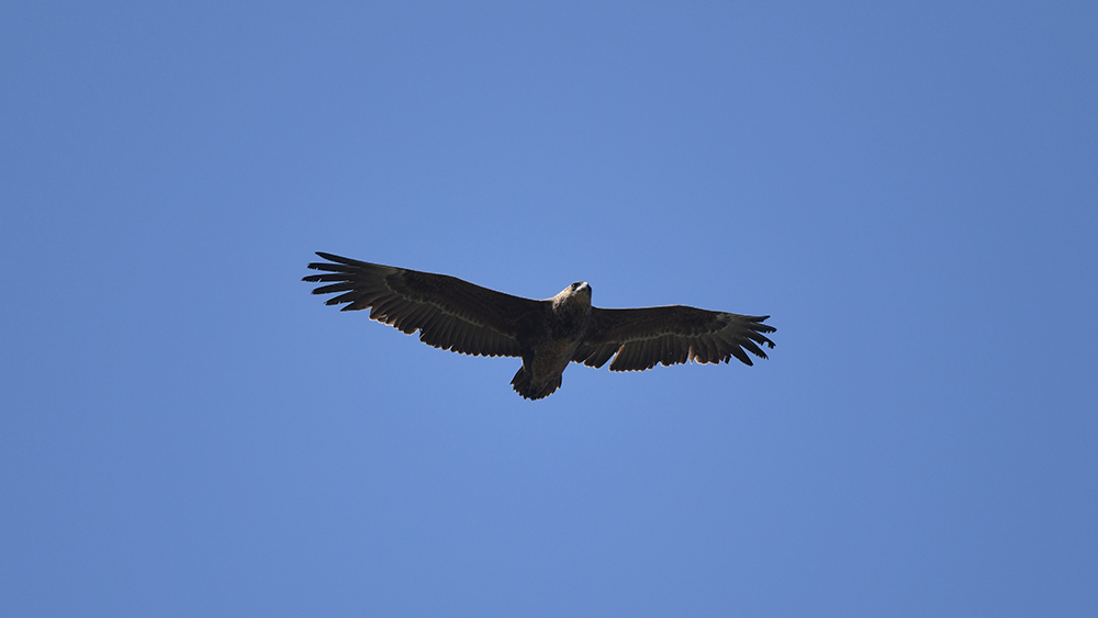Bateleur