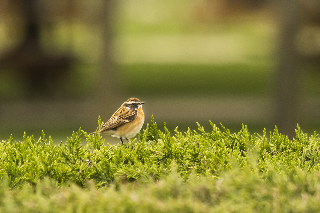 Whinchat