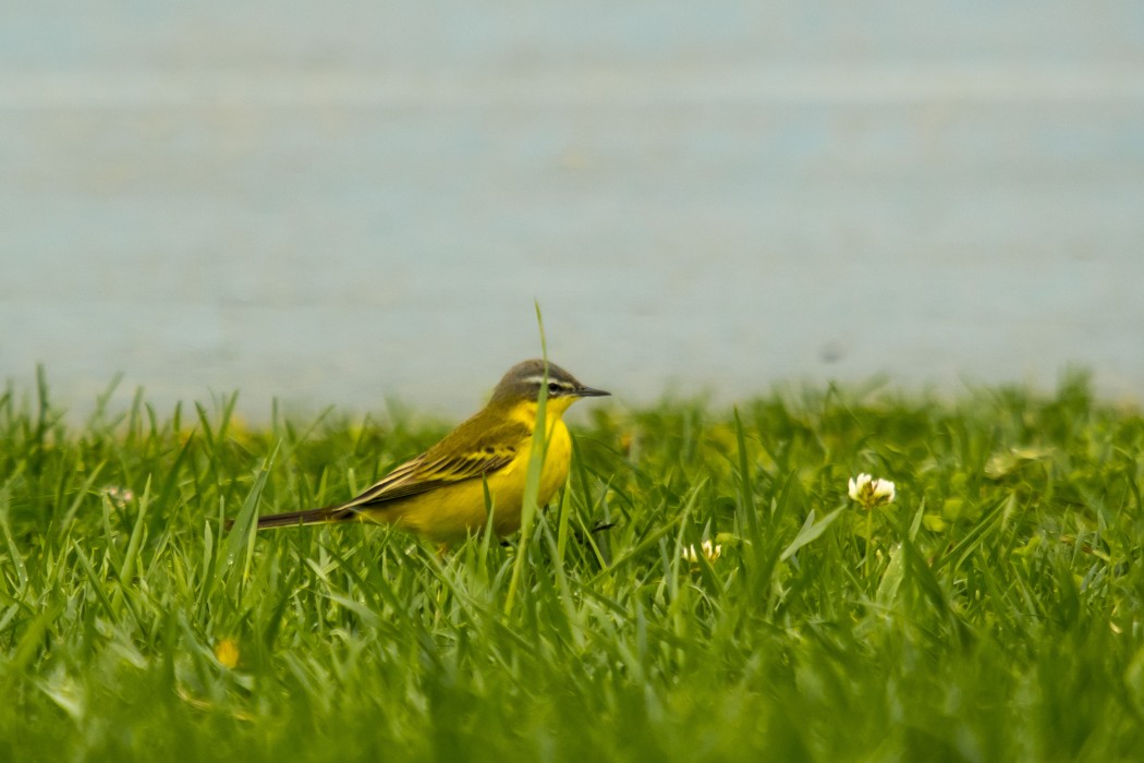 Western Yellow Wagtail