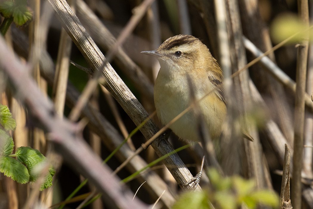 Sedge Warbler