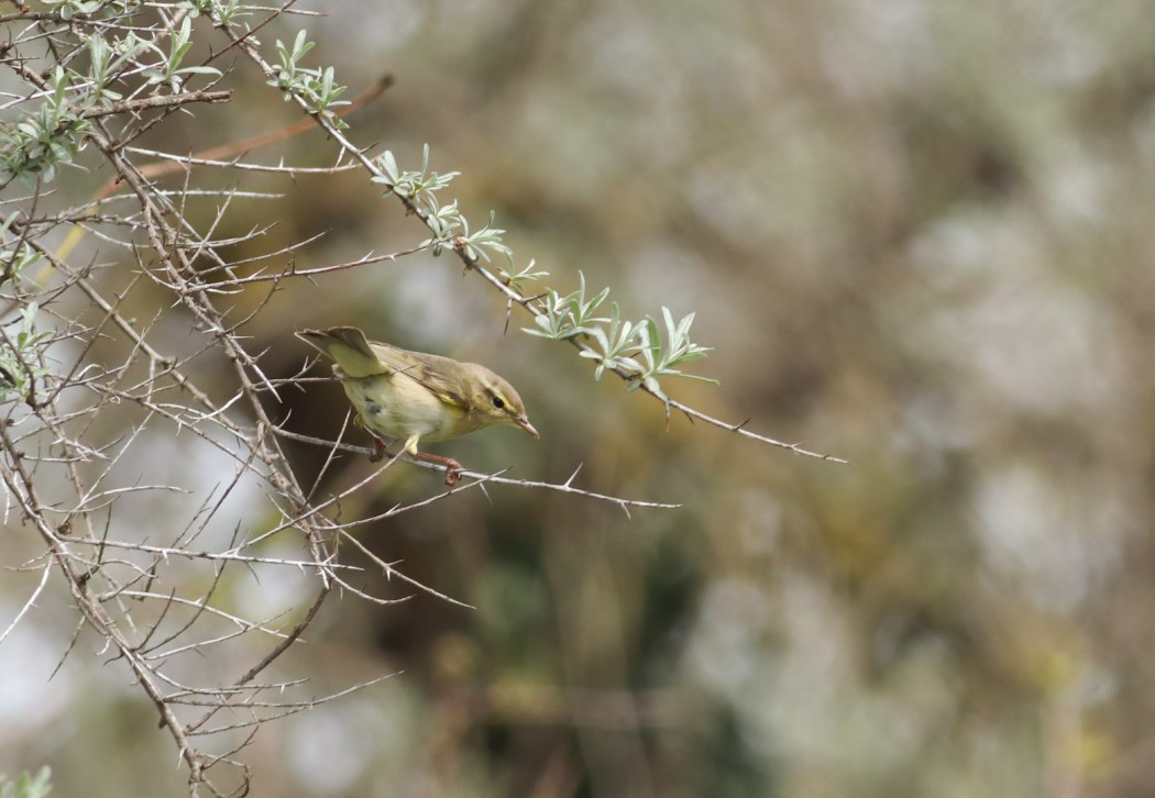 Willow Warbler