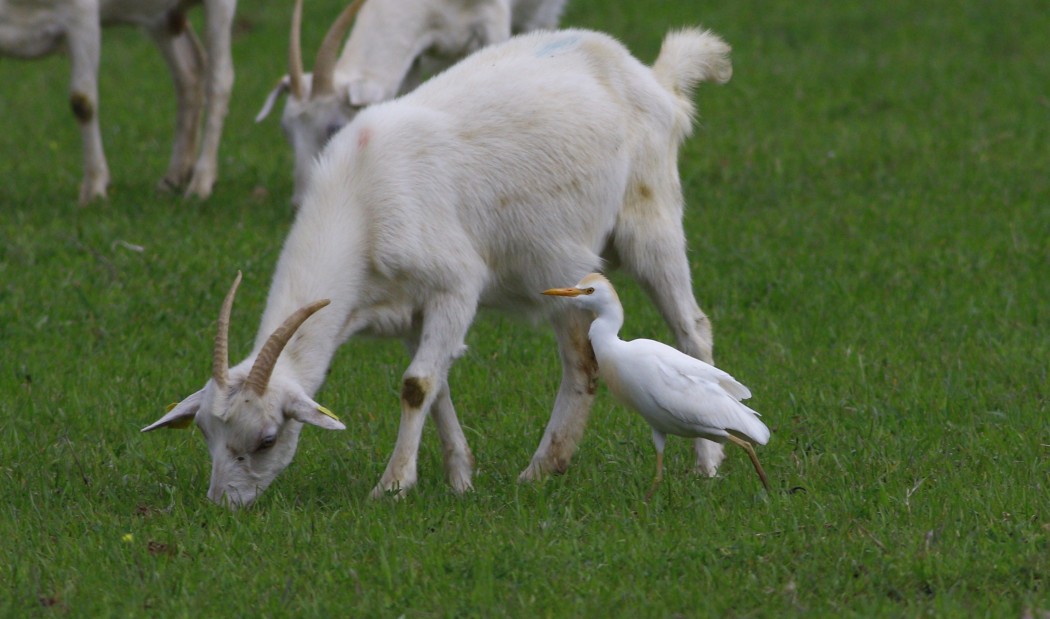 Western Cattle Egret