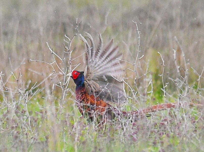 Common Pheasant