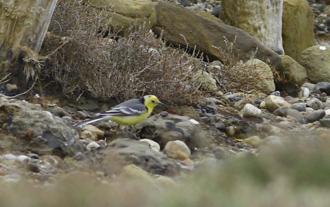 Citrine Wagtail