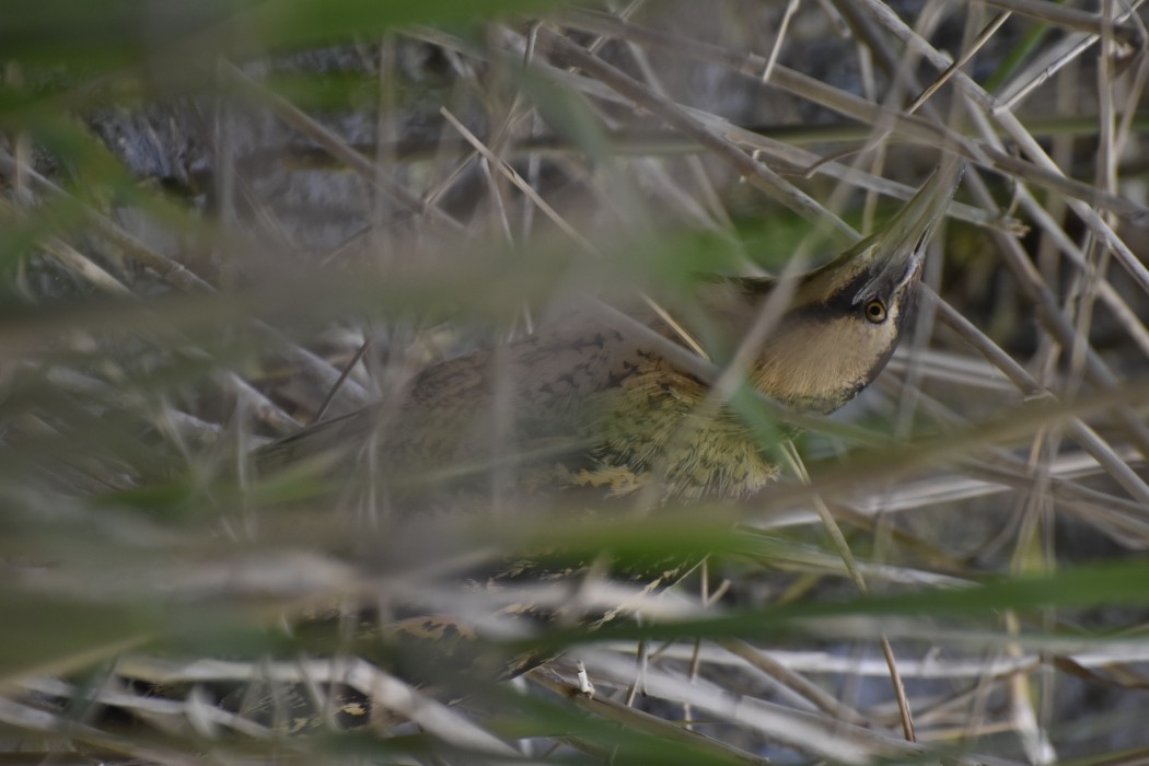 Eurasian Bittern