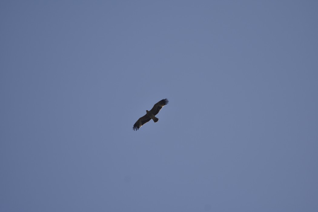 Eastern Imperial Eagle