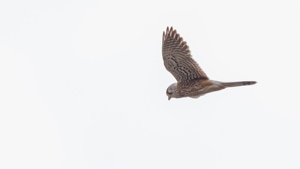 Common Kestrel