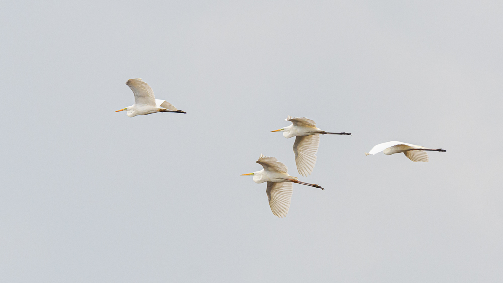 Great Egret