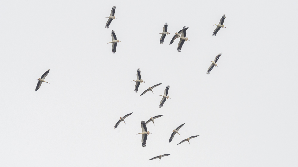 White Stork