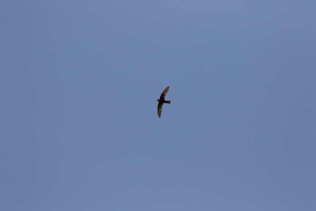 Little Swift