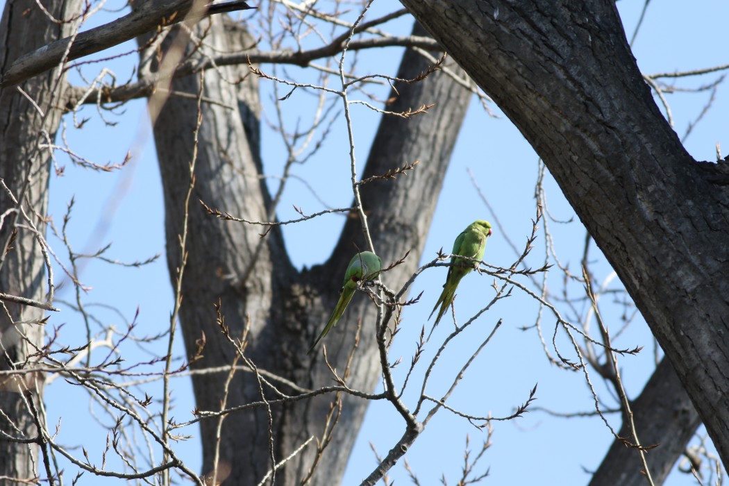 Rose-ringed Parakeet