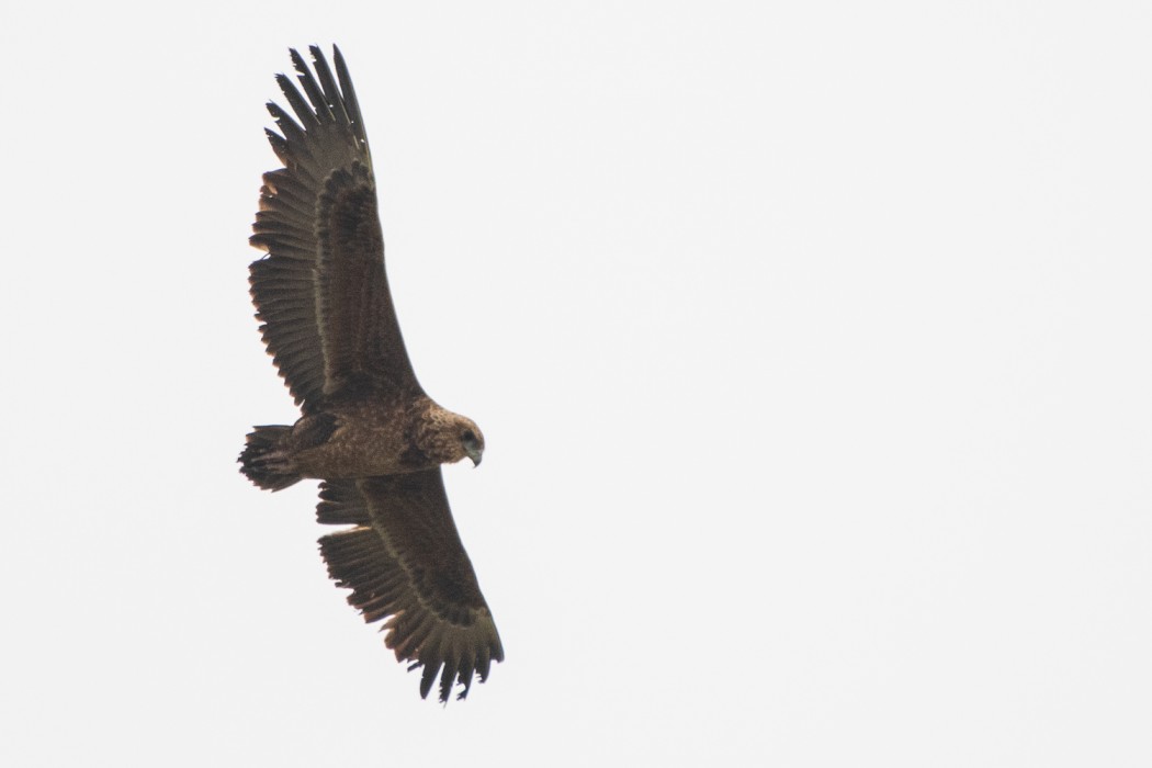 Bateleur