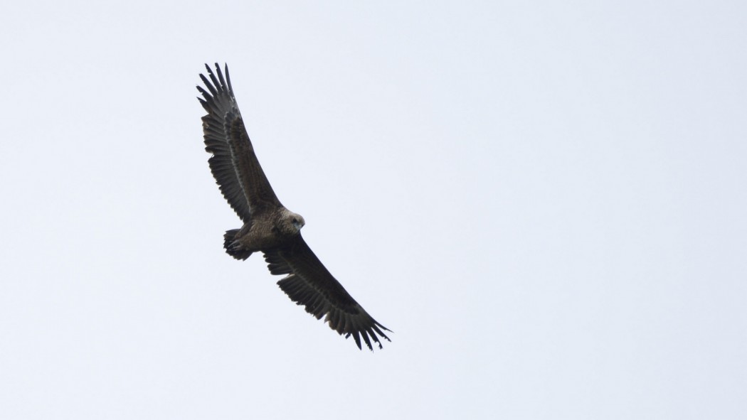 Bateleur