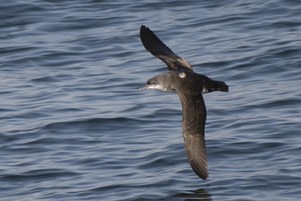 Yelkouan Shearwater