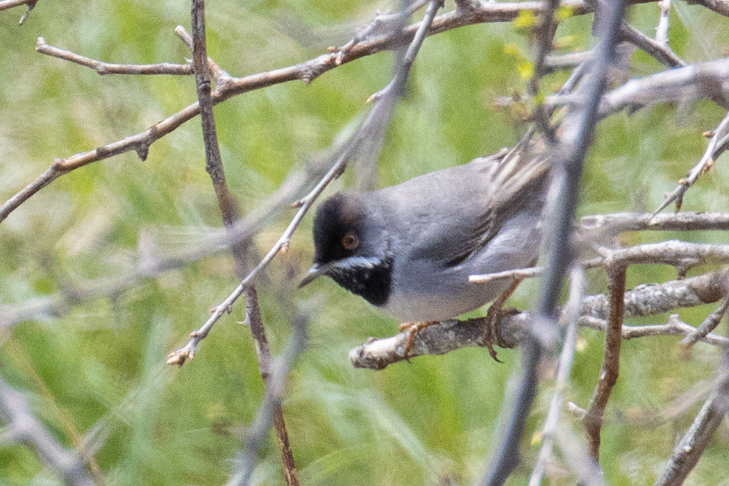 Rüppell`s Warbler