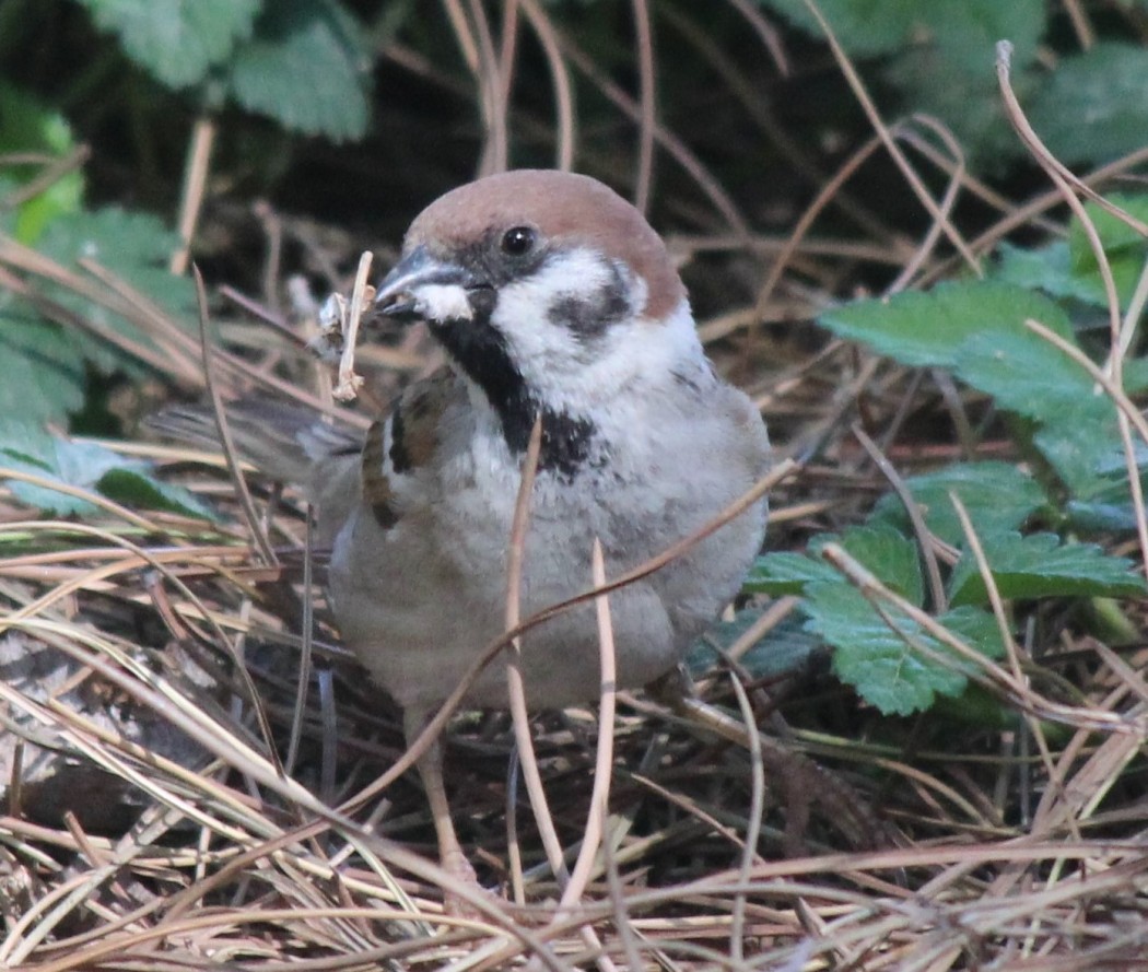 Eurasian Tree Sparrow