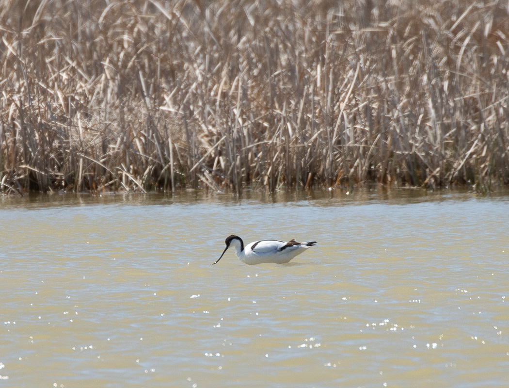 Pied Avocet