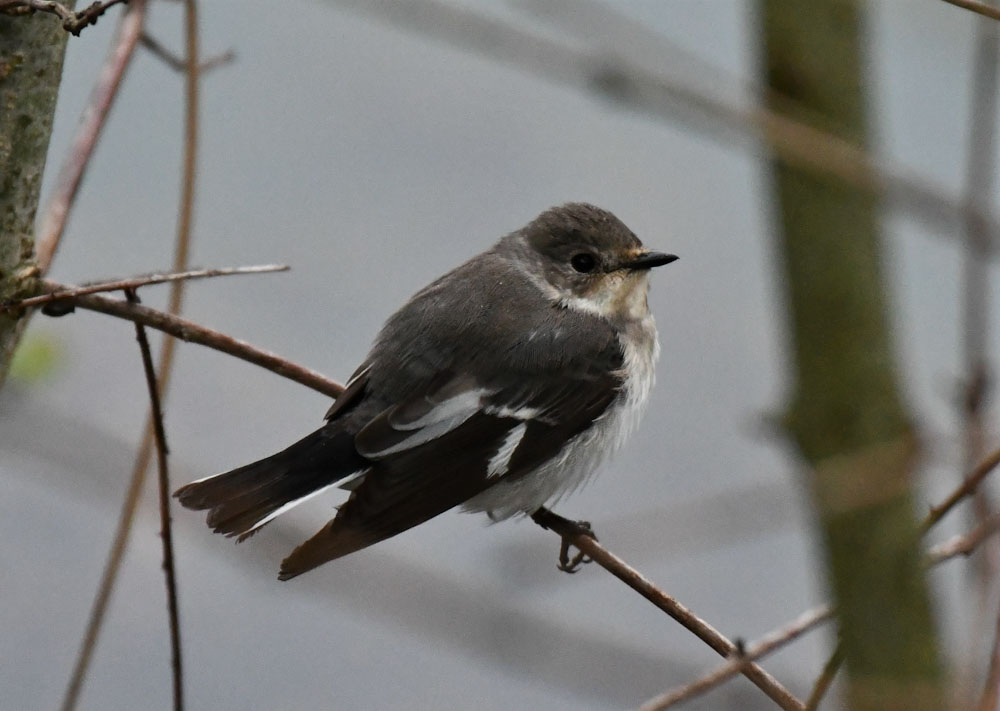 Collared Flycatcher