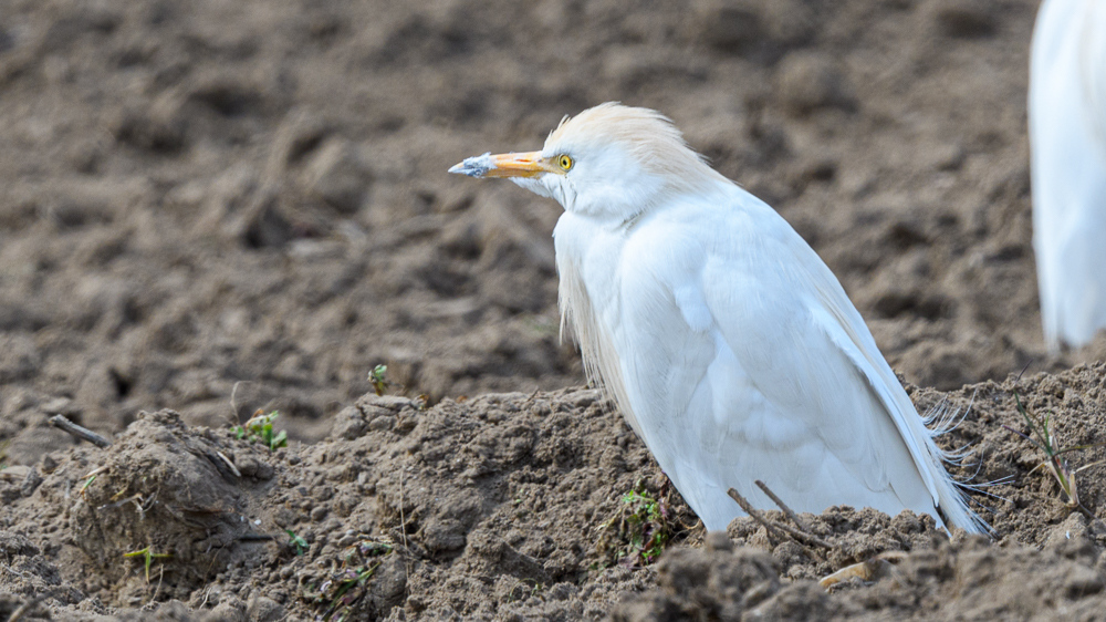 Western Cattle Egret