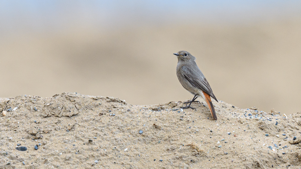 Black Redstart
