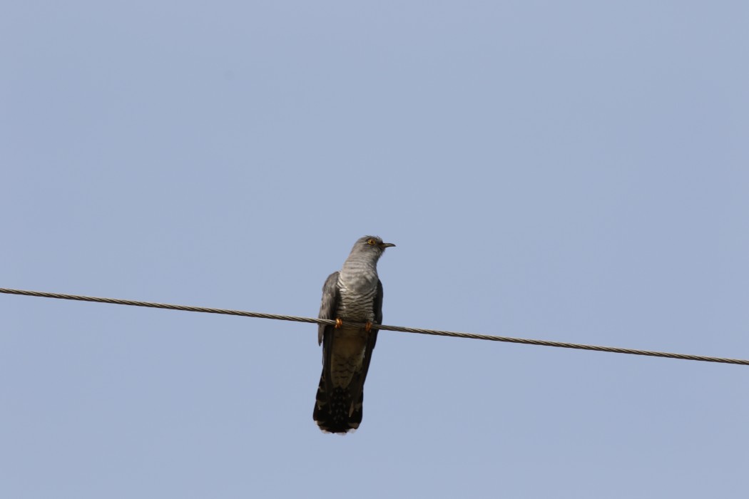 Common Cuckoo