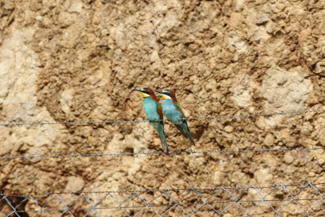 European Bee-eater