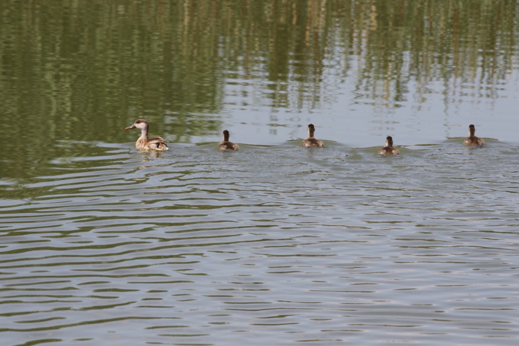 Red-crested Pochard