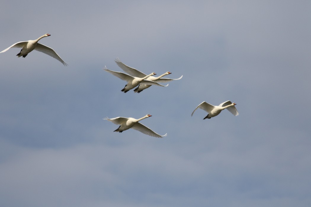Mute Swan
