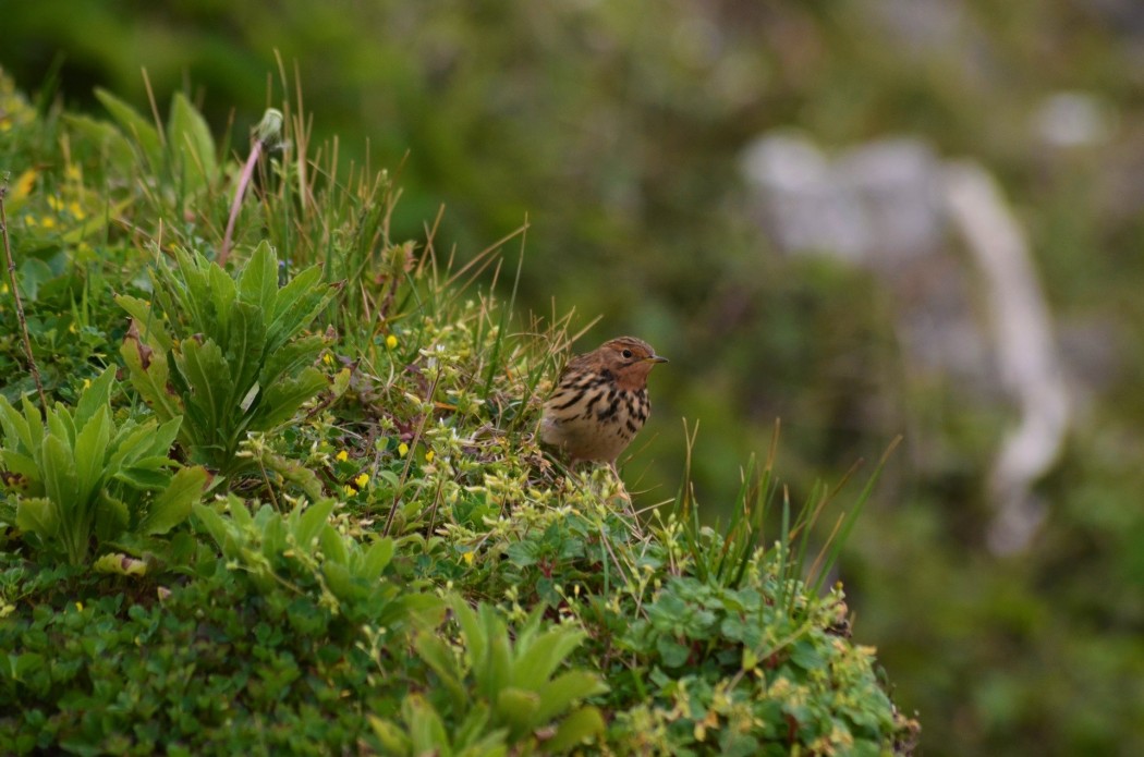 Red-throated Pipit