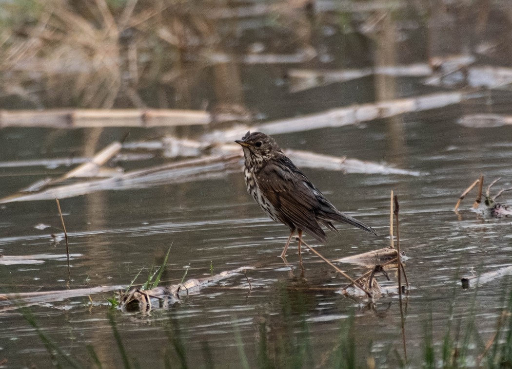Song Thrush