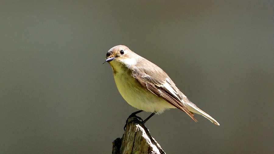European Pied Flycatcher
