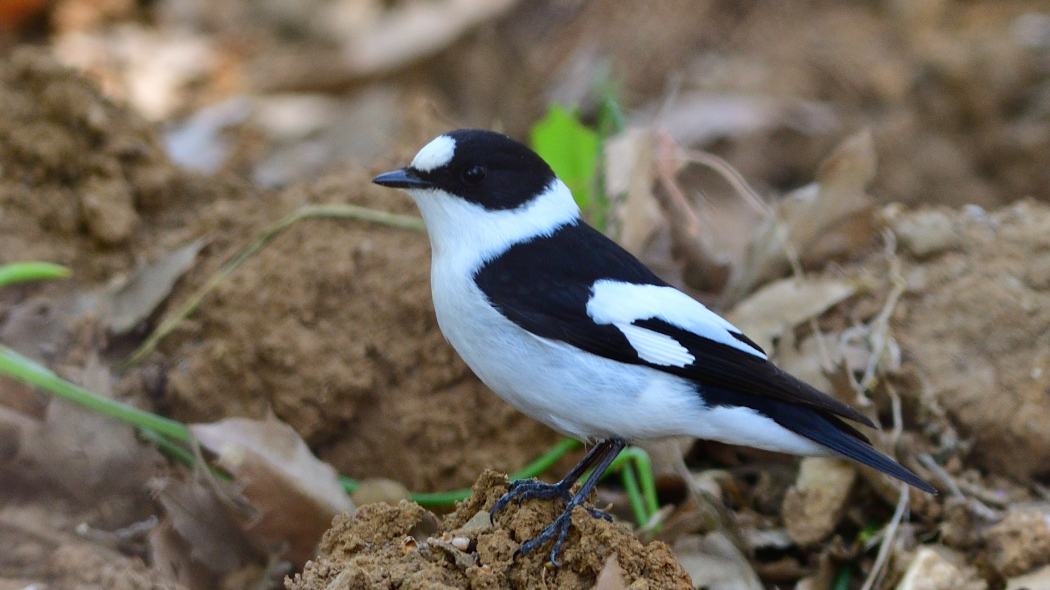 Collared Flycatcher