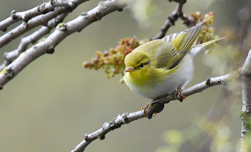 Wood Warbler