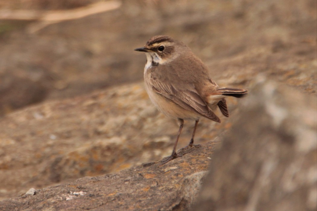 Bluethroat